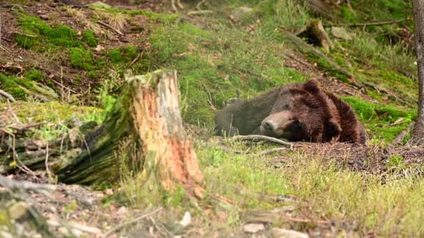 Das Leben der Braunbären im Rehabilitationszentrum, die Waldbewohner der Karpaten, die Tierwelt. — Stockvideo