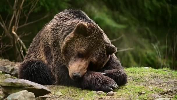 Drömmen om en stor brunbjörn, en björn i en nationalpark, livet för brunbjörnar i det vilda. — Stockvideo