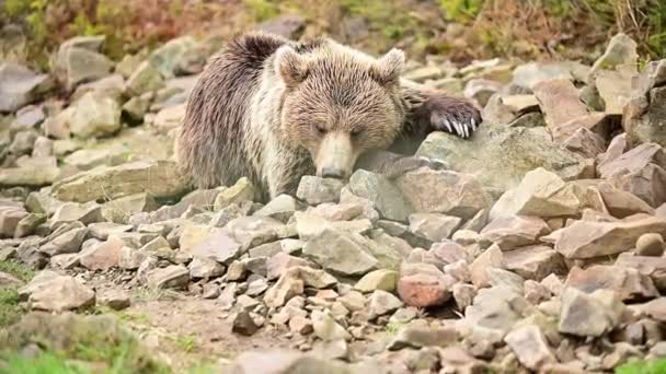 The dream of a large brown bear, a bear in a national nature park, the life of brown bears in the wild. — Stock Video