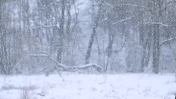 La danza de la caída de copos de nieve en cámara lenta, un fenómeno natural increíble que se puede observar en invierno. — Vídeo de stock