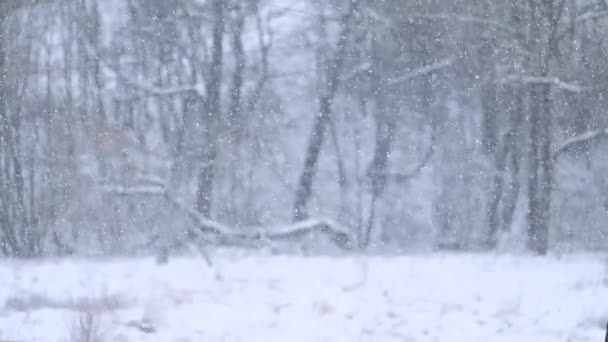 雪花缓缓落下的舞蹈，这是一个令人难以置信的自然现象，可以在冬天观察到. — 图库视频影像