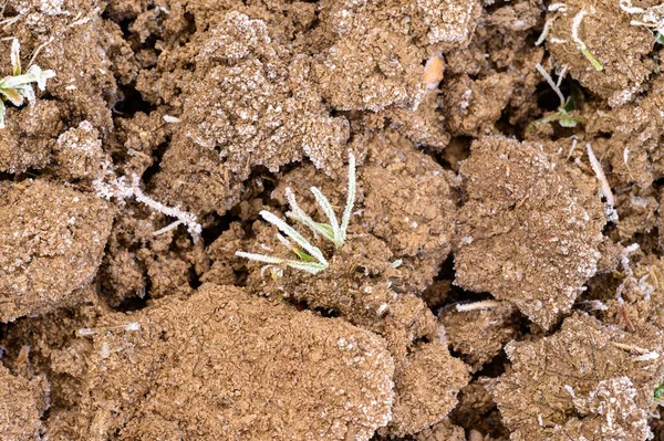 Der Boden Ist Mit Frühjahrsfrost Bedeckt Der Boden Erwacht Nach — Stockfoto