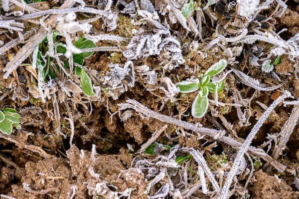 Nahaufnahme Von Gras Mit Eis Morgenfrost Frühlingserwachen Neu — Stockfoto