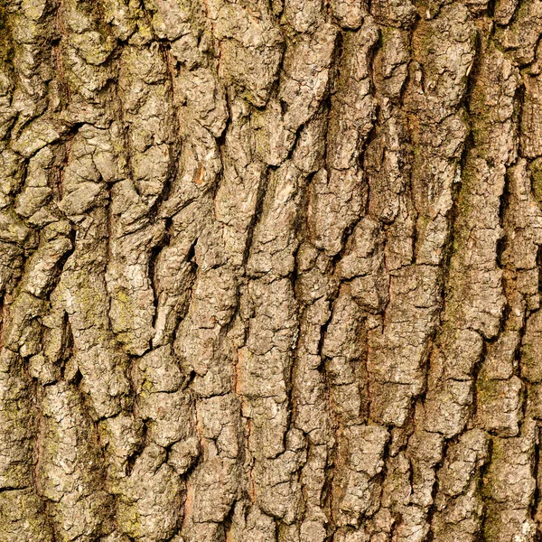 Textura Latido Uma Árvore Textura Natural Vertical Latido Uma Árvore — Fotografia de Stock