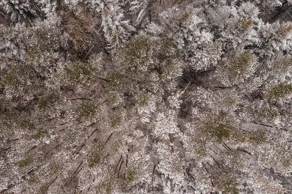 冬季常绿森林 从空中俯瞰自然 覆盖着积雪的树木 — 图库照片