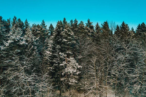 Inverno Floresta Árvores Estão Cobertas Neve Branca Inverno Como Conto — Fotografia de Stock