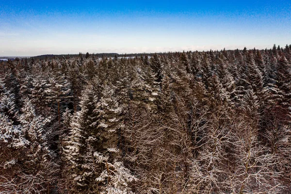 冬の森の中で 木々の白い雪で覆われており 冬のおとぎ話のようなものです 新しい — ストック写真