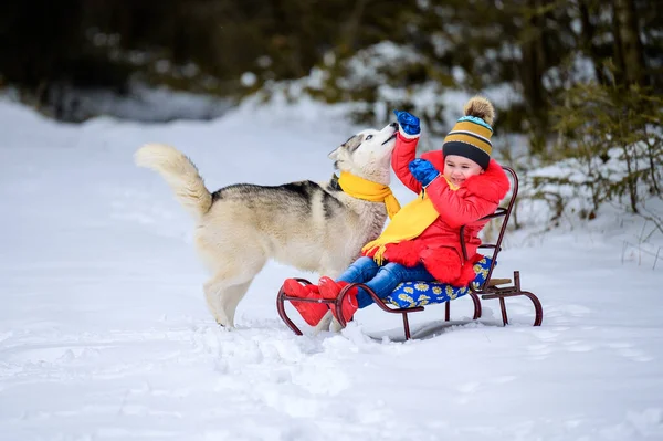 Ein Mädchen Auf Einem Schlitten Spielt Mit Ihrem Haustier Husky — Stockfoto