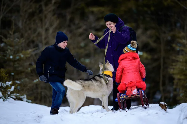 Avó Com Netos Cão Caminhando Floresta Inverno Fun New Inverno — Fotografia de Stock