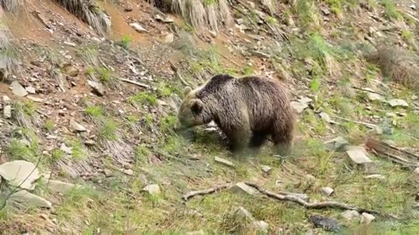 Mieszkańcy karpackich lasów, niedźwiedź brunatny pasący się na łące, Park Przyrody Synevirska Polyana. — Wideo stockowe