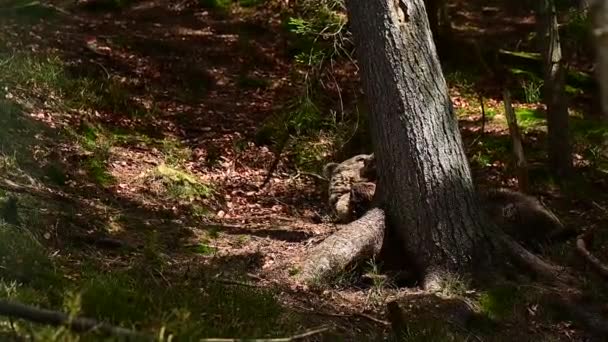 リハビリテーションセンター、カルパチアの森の住人、動物の野生動物の茶色のクマの生活. — ストック動画