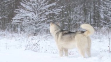Avcı ormanda yürür, kış avlanır ve av arar..