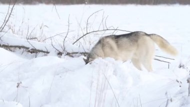 Köpek, ormanda av arayan bir kurt gibidir. Koku duyusunu vahşi hayvan izlerini aramak için kullanır..