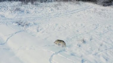 Sibirya Husky 'si ormanın yakınındaki karlı tarlalarda koşuyor, bir köpeğin ve hareketlerinin üst görüntüsü. Gri genç kurt vahşi doğada.