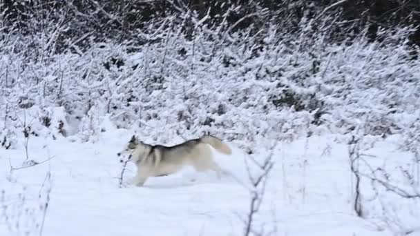 Husky v lese běžící sněhem, zpomalený pohyb psa, zimní procházka lesem. — Stock video