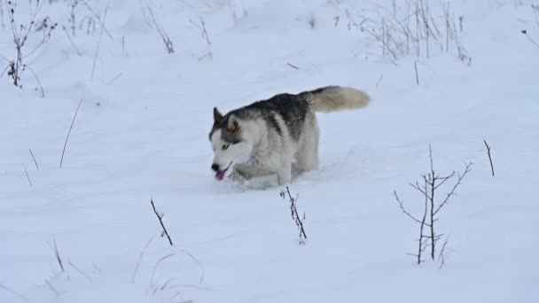 Alegre husky corre en un prado nevado cerca del bosque, un paseo de invierno con un perro, cámara lenta de la mascota. — Vídeos de Stock