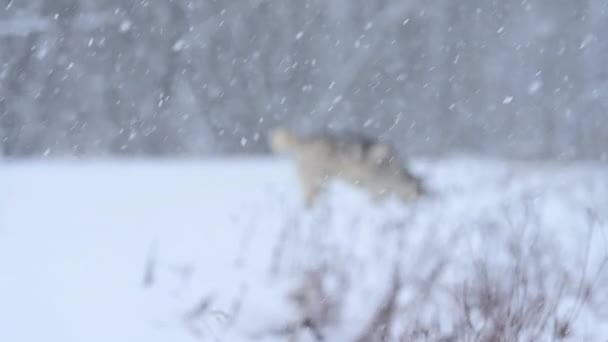 Um brincalhão e alegre husky salta e corre na neve, uma caminhada de inverno de um cão feliz. Um jovem lobo cinzento caça na natureza. — Vídeo de Stock