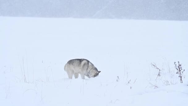 Zimowy las i spacer psów, pies drapieżnik w lesie, rodzina wilków i widok. — Wideo stockowe