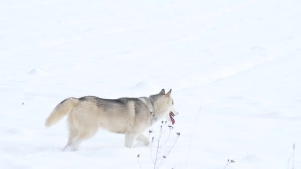 Caminhada predador na floresta, caça de inverno e busca de presas. — Vídeo de Stock