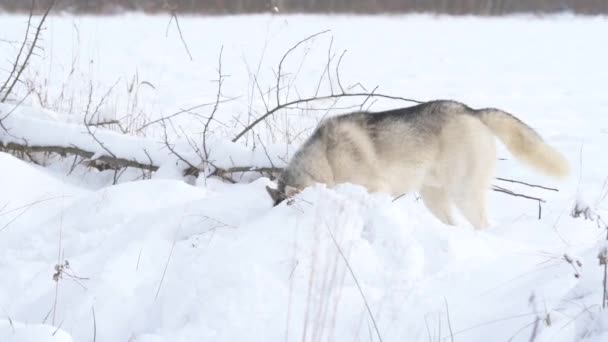 Pies jest jak wilk w poszukiwaniu zdobyczy w lesie, używając zmysłu węchu do poszukiwania śladów dzikich zwierząt.. — Wideo stockowe