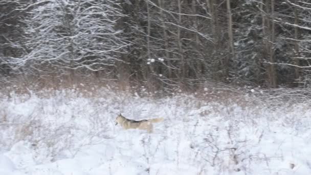 Der Hund ist wie ein Wolf auf der Suche nach Beute im Wald und sucht mit seinem Geruchssinn nach Spuren wilder Tiere. — Stockvideo