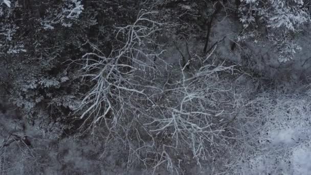 Volando su una foresta innevata, alberi coperti di neve, stagione fredda invernale. — Video Stock