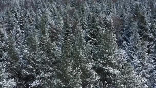 Repül a havas erdő felett, fák borítják hó, hideg téli szezonban. — Stock videók