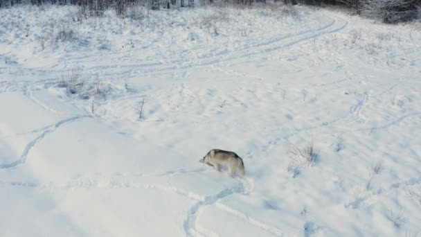 Szibériai Husky fut át havas mezők közelében az erdő, felső nézet egy kutya és annak akciói. Szürke fiatal farkas a vadonban. — Stock videók