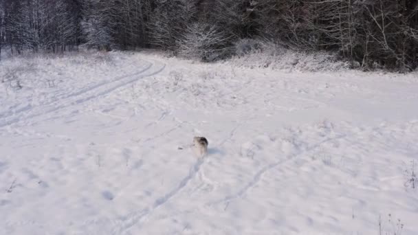 Сибирский Хаски бежит по заснеженным полям рядом с лесом, верхний вид собаки и ее действия. Серый волк в дикой природе. — стоковое видео