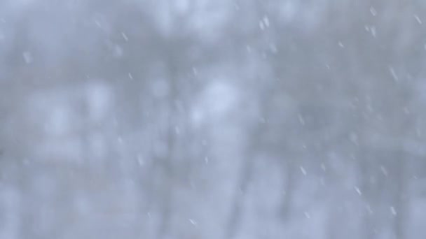 Prachtige winterochtend, sneeuwval en lichte bries, natuurobservatie. — Stockvideo