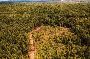 Ormanların tamamen yok edilmesi, yasadışı bir şekilde, en üst düzeyde, doğanın yıkıcı yıkımı..