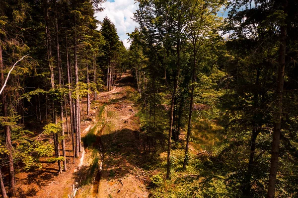 Destruction Forests Total Deforestation Illegal Way Top View Destructive Destruction — Stock Photo, Image