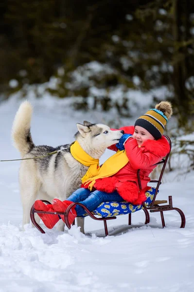 Una Chica Trineo Juega Con Mascota Husky Juegos Invierno Con — Foto de Stock