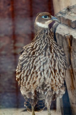Bıldırcın, kafeste bir kuş, sülün ailesi, kümes hayvanları..