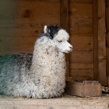 Hayvanat bahçesindeki lama alpaka, tüylü ve sevimli bir hayvan, Ukrayna hayvanat bahçesi..