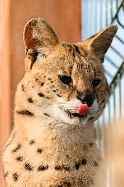 Serval Katze Ukrainischen Zoo Eine Seltene Katzenart Porträt Eines Servals — Stockfoto