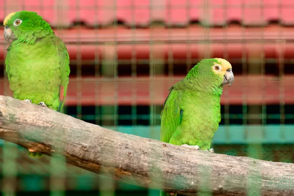 Papagaio Venezuelano Amazônico Zoológico Pássaro Inteligente Colorido Papagaio Verde — Fotografia de Stock