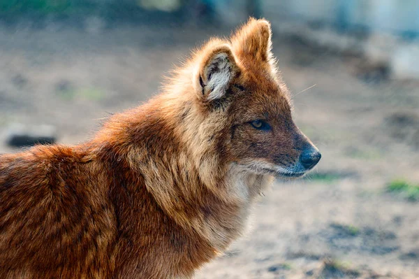 Lobo Vermelho Zoológico Animal Rapina Uma Gaiola Pele Vermelha — Fotografia de Stock