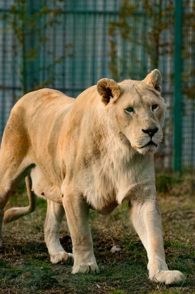 Seltene Und Bedrohte Arten Weißer Löwen Der Zoo Und Die — Stockfoto