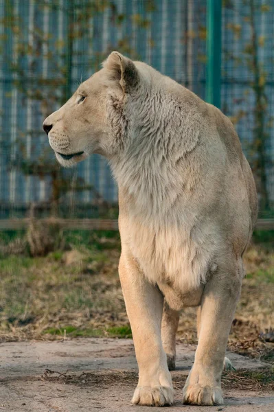 Редкие Исчезающие Виды Белых Львов Зоопарк Животная Жизнь Нем Король — стоковое фото
