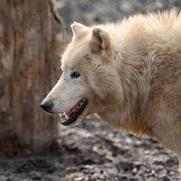 Vida Animal Zoológico Lobos Blancos Depredadores Zoológicos Ucrania —  Fotos de Stock