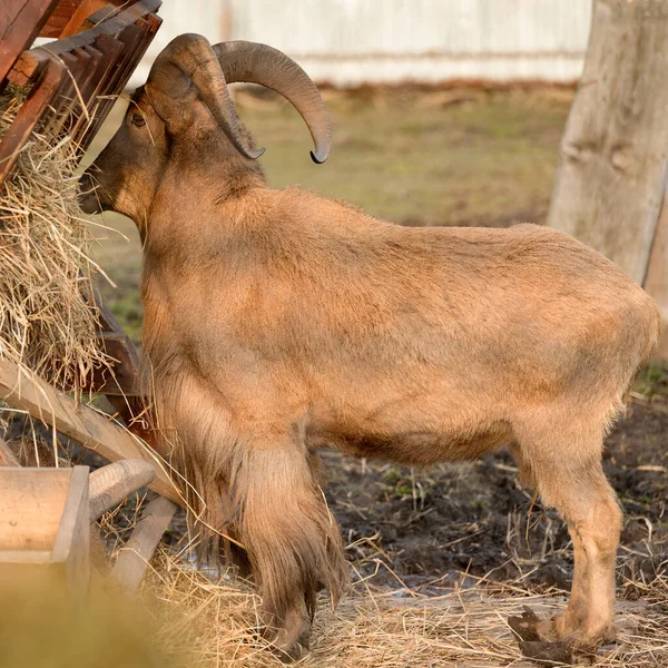 Hříva Beran Žere Seno Zvíře Zoo Velké Zaoblené Rohy Berana — Stock fotografie