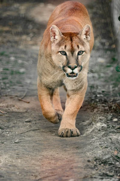 Puma Güzel Bir Yırtıcı Hayvanat Bahçesinin Sakini Tehlikeli Bir Hayvan — Stok fotoğraf