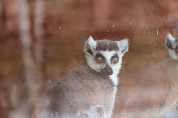 Lemur Mit Einem Strengen Und Beängstigenden Blick Ein Primat Zoo — Stockfoto