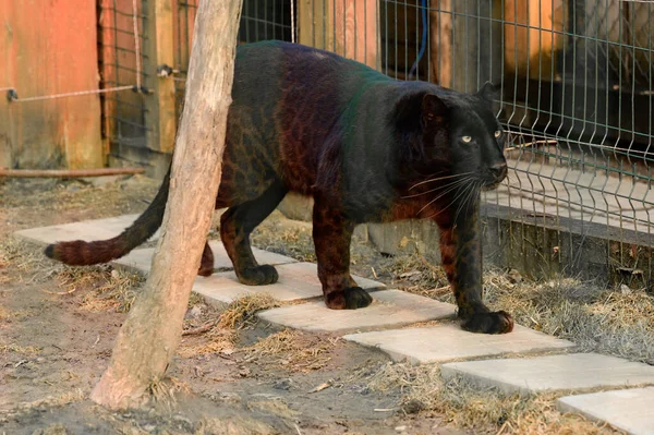 Gefleckter Panther Gefährliches Raubtier Panther Zoo Limbo Zoo — Stockfoto