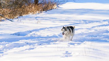Husky karlı bir yolda koşar, ulaşım izleri, orman ve vahşi yaşam, kış mevsimi ve bir köpek.