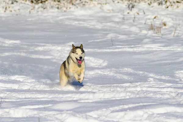 Winter Und Hund Husky Beim Gassigehen Springen Schnee Schlittenhund — Stockfoto