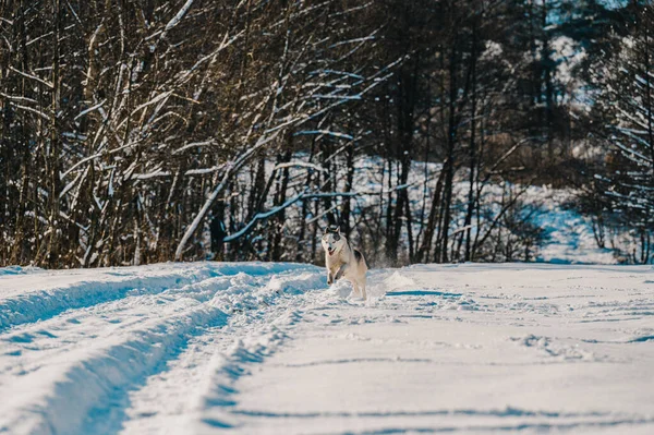 Een Hond Wandelt Winter Een Hond Rent Sneeuw Een Gelukkig — Stockfoto