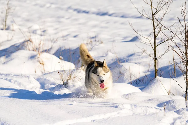 Happy Dog Winter Walk Husky Sled Dog Playing Dog Snow — Stock Photo, Image