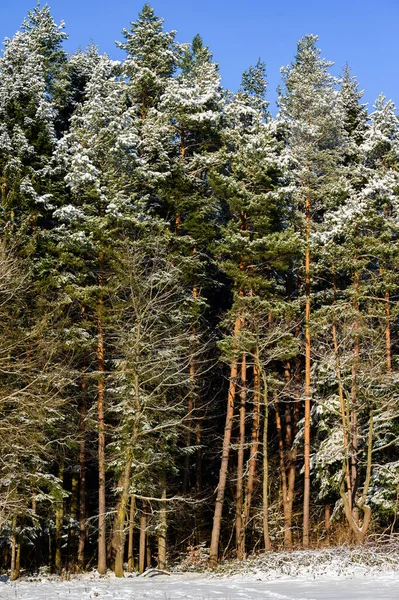 Árvores Cobertas Neve Parque Paisagem Inverno Floresta Coberta Neve Floresta — Fotografia de Stock